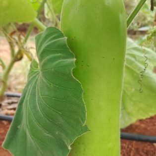 Bottle gourd (Lauki)- small whole(350-500gm)