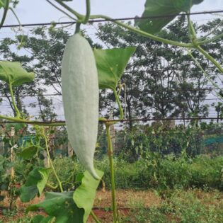 Snake gourd (250-450gm) 1 piece