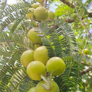 Amla (Gooseberries)-100gm